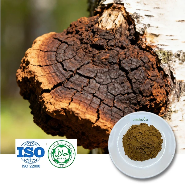 Chaga Mushroom Extract